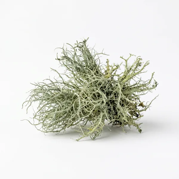 Usnea Ekstresi — Cleopatra kreminin doğal içeriği